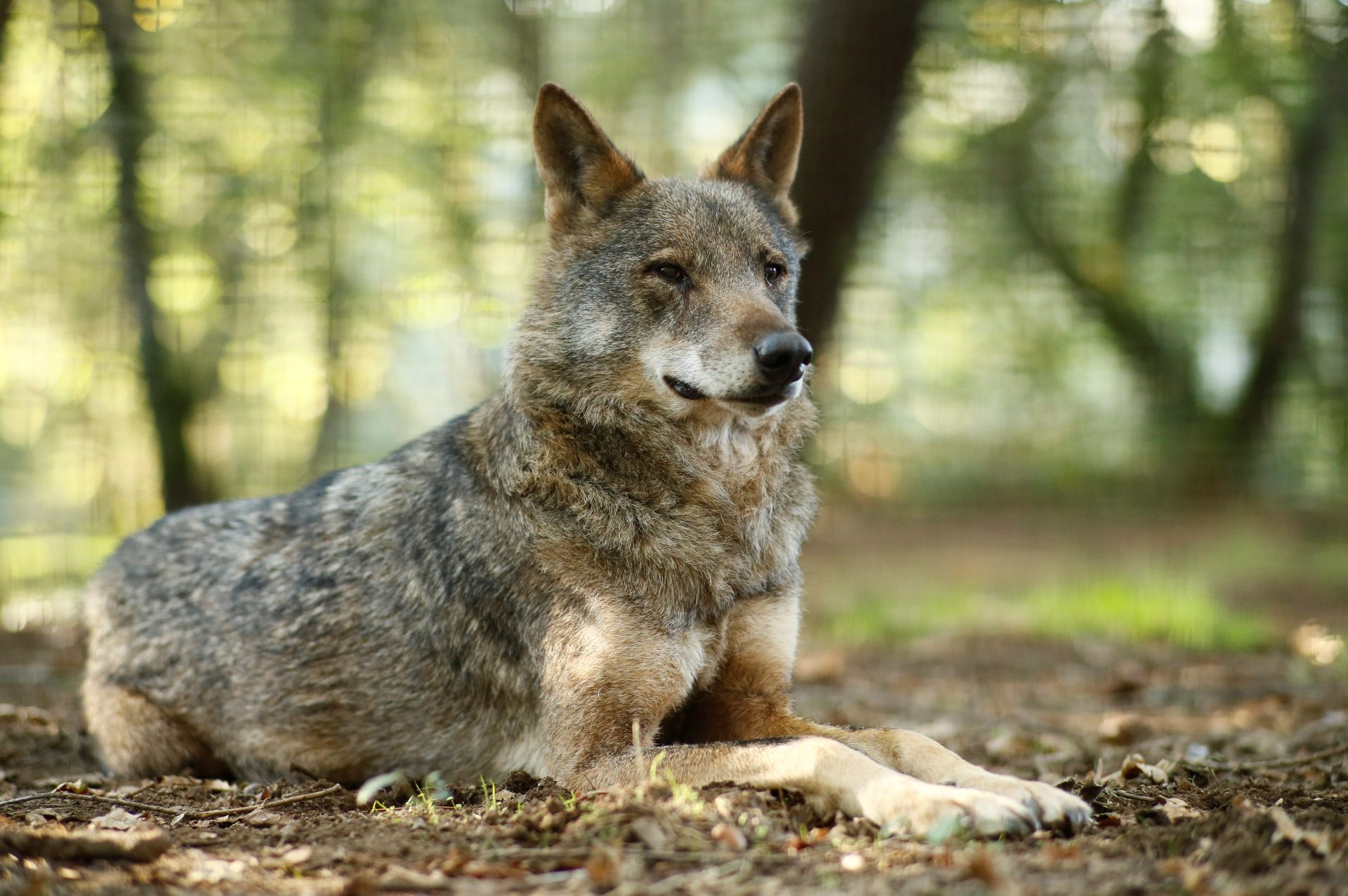 LOBO IBERICO